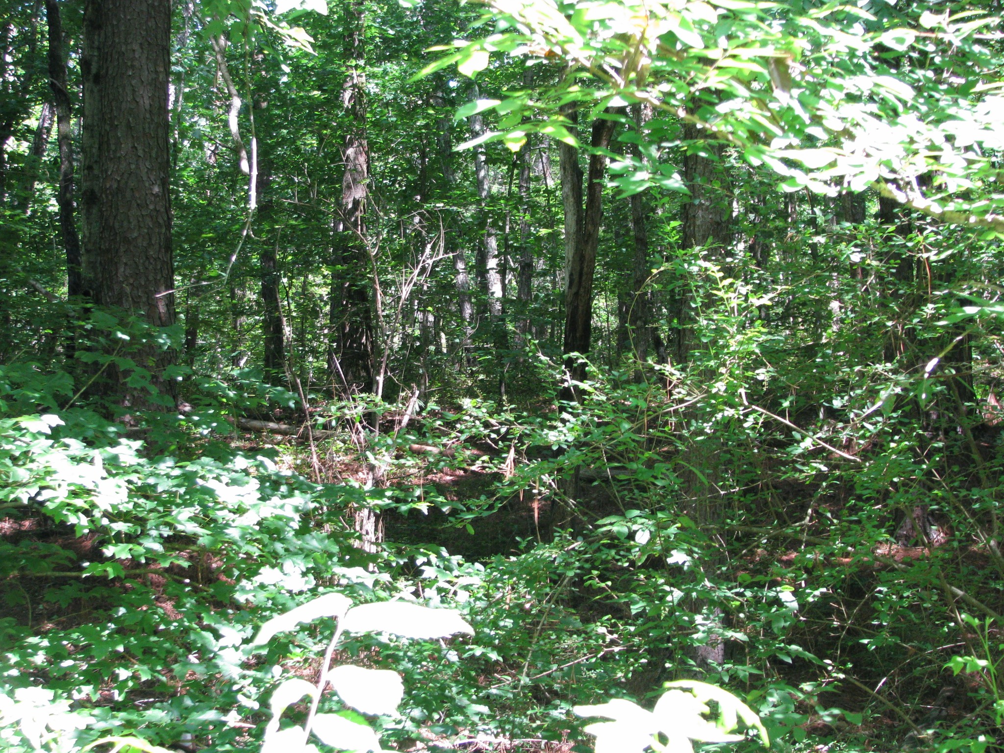 0 Matthews Hollow Road Waverly, TN 37185 - Photo 9 of 19