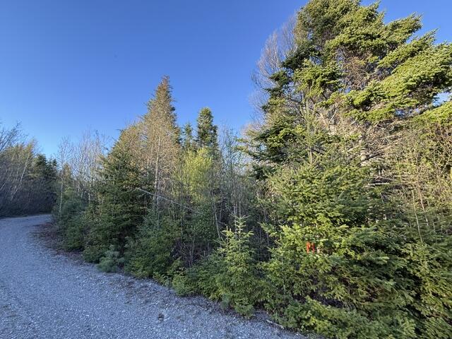 Lot 009 Off Of Reynolds Brook Road Whiting, ME 04691 - Photo 8 of 17 IMG_0011 (2)