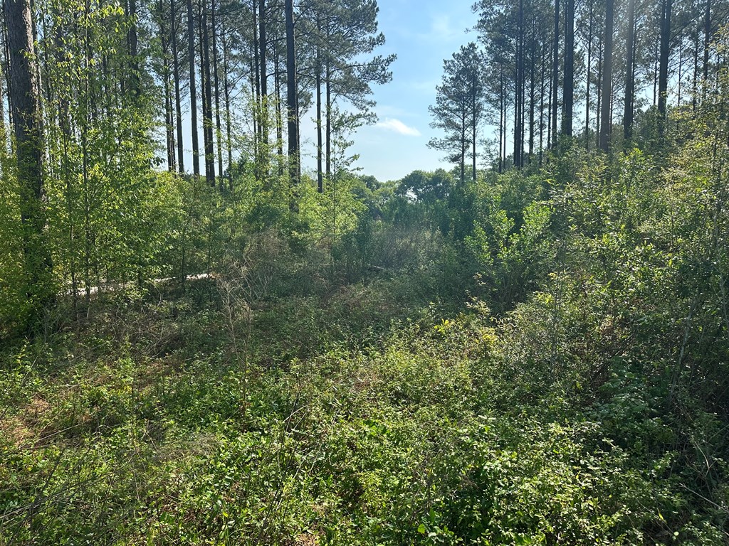 0 Co Road Hartford, AL 36344 - Photo 5 of 8