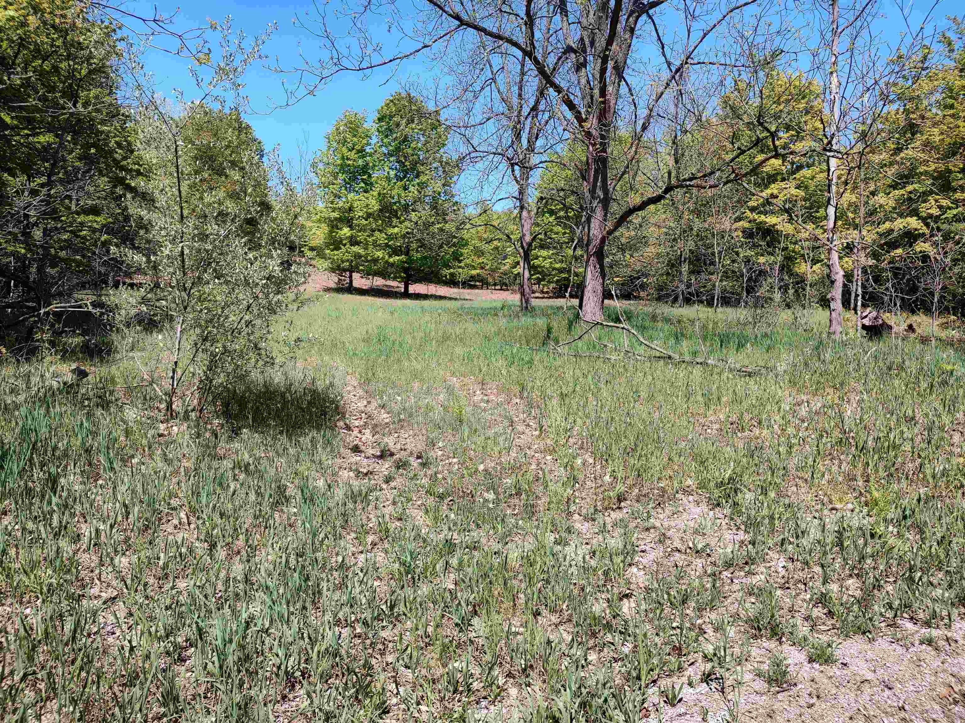 40-acres East Darga Road Cedar, MI 49621 - Photo 8 of 8