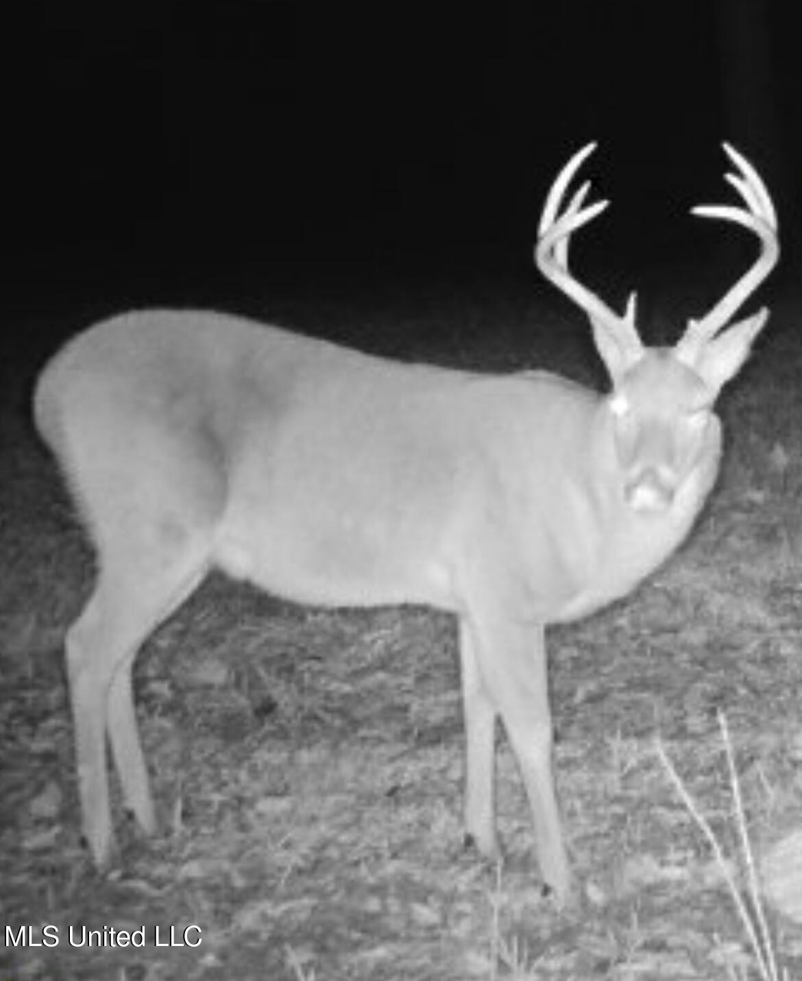 Smiley Honea Road Magnolia, MS 39652 - Photo 2 of 15 2