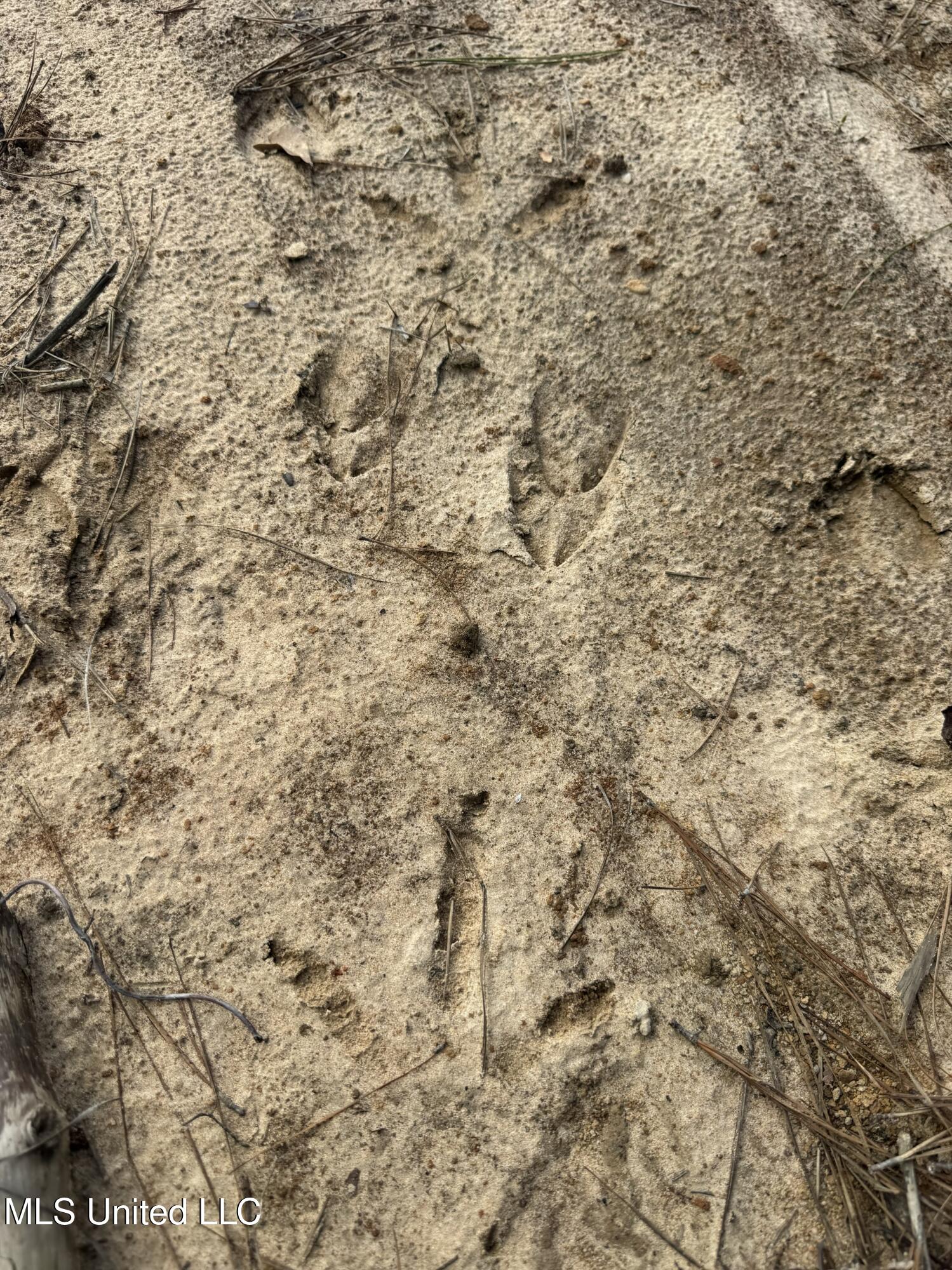 Smiley Honea Road Magnolia, MS 39652 - Photo 9 of 15 8