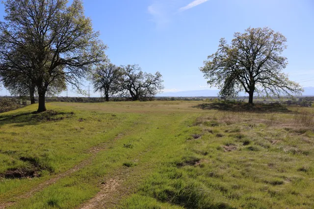 a view of a yard with an trees