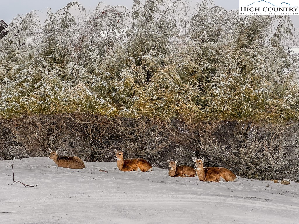 220 Northridge Road, Unit 25 Beech Mountain, NC 28604 - Photo 44 of 47 an outdoor space with seating