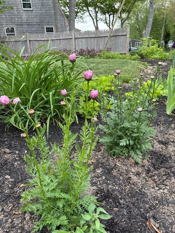 16 Hazelwood Road Dennis, MA 02660 - Photo 36 of 40 a view of a yard with plants and tree