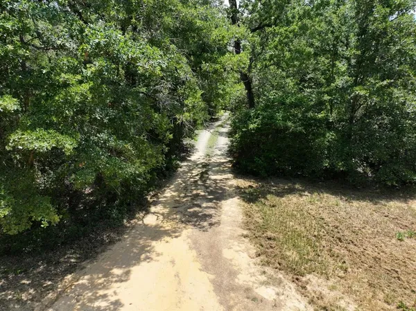 a view of a yard with plants and large trees