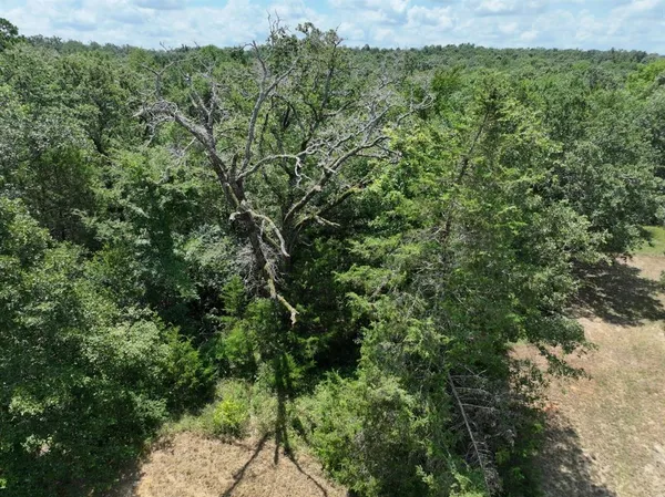 a view of a lush green forest