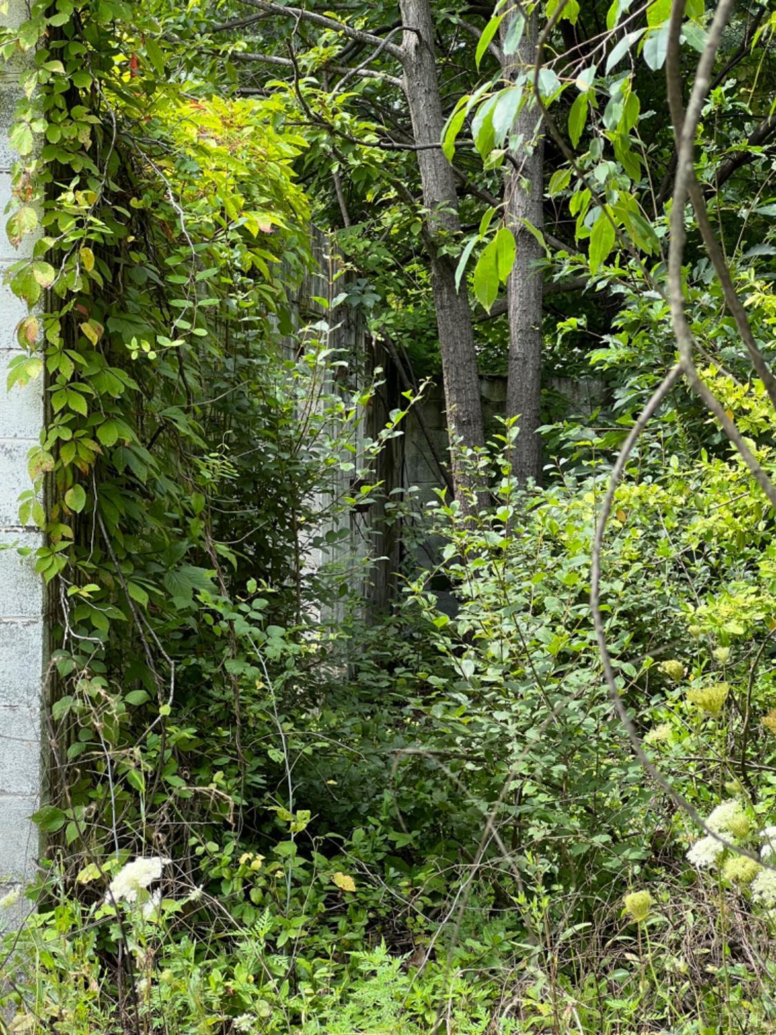 0 Blue Ridge Drive Hurt, VA 24563 - Photo 6 of 18 a backyard of a house with lots of green space