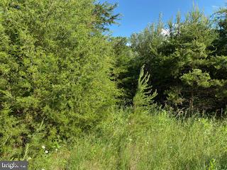 Pinetop Road Gore, VA 22637 - Photo 24 of 38