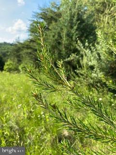 Pinetop Road Gore, VA 22637 - Photo 27 of 38