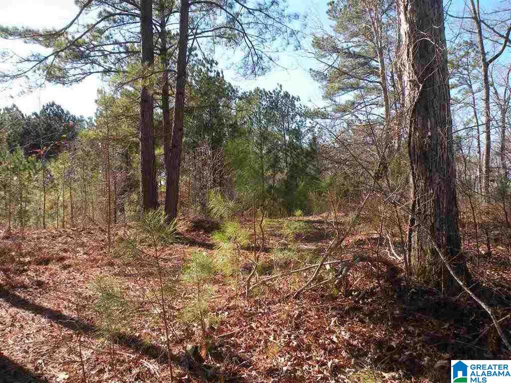 Castaway Road Sylacauga, AL 35151 - Photo 18 of 28