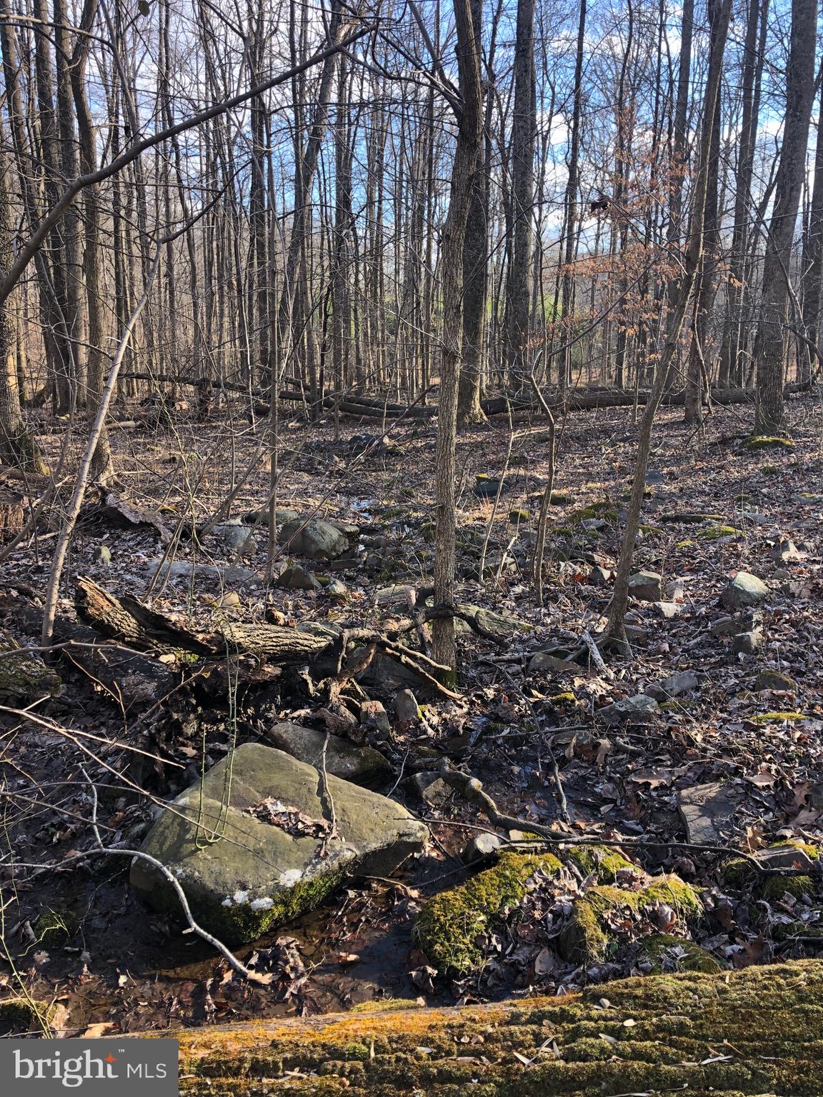 3440 Bull Run Mountain Road The Plains, VA 20198 - Photo 12 of 31 Small springs on the property