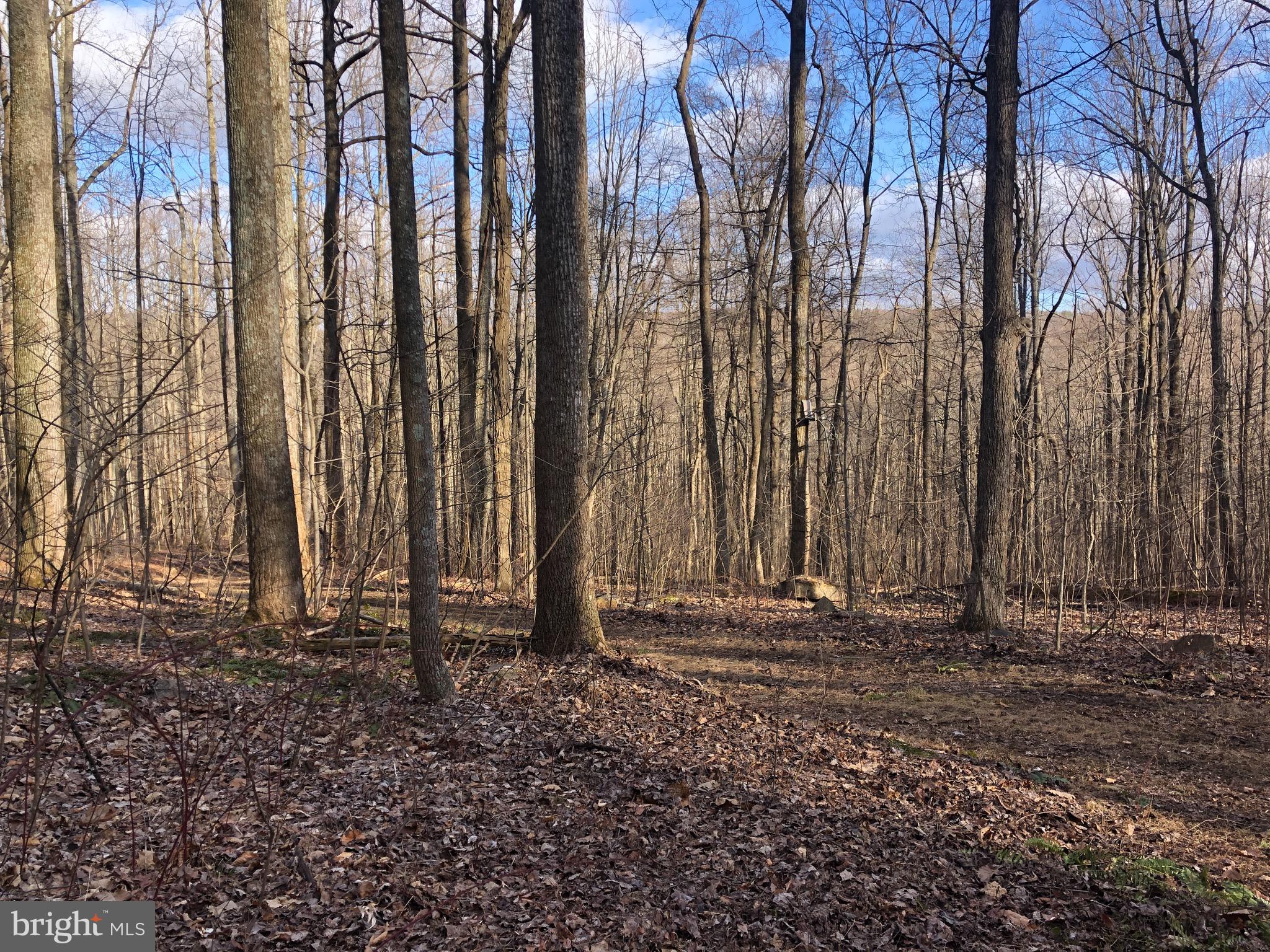 3440 Bull Run Mountain Road The Plains, VA 20198 - Photo 14 of 31 View facing south east towards Bull Run Mtn Road