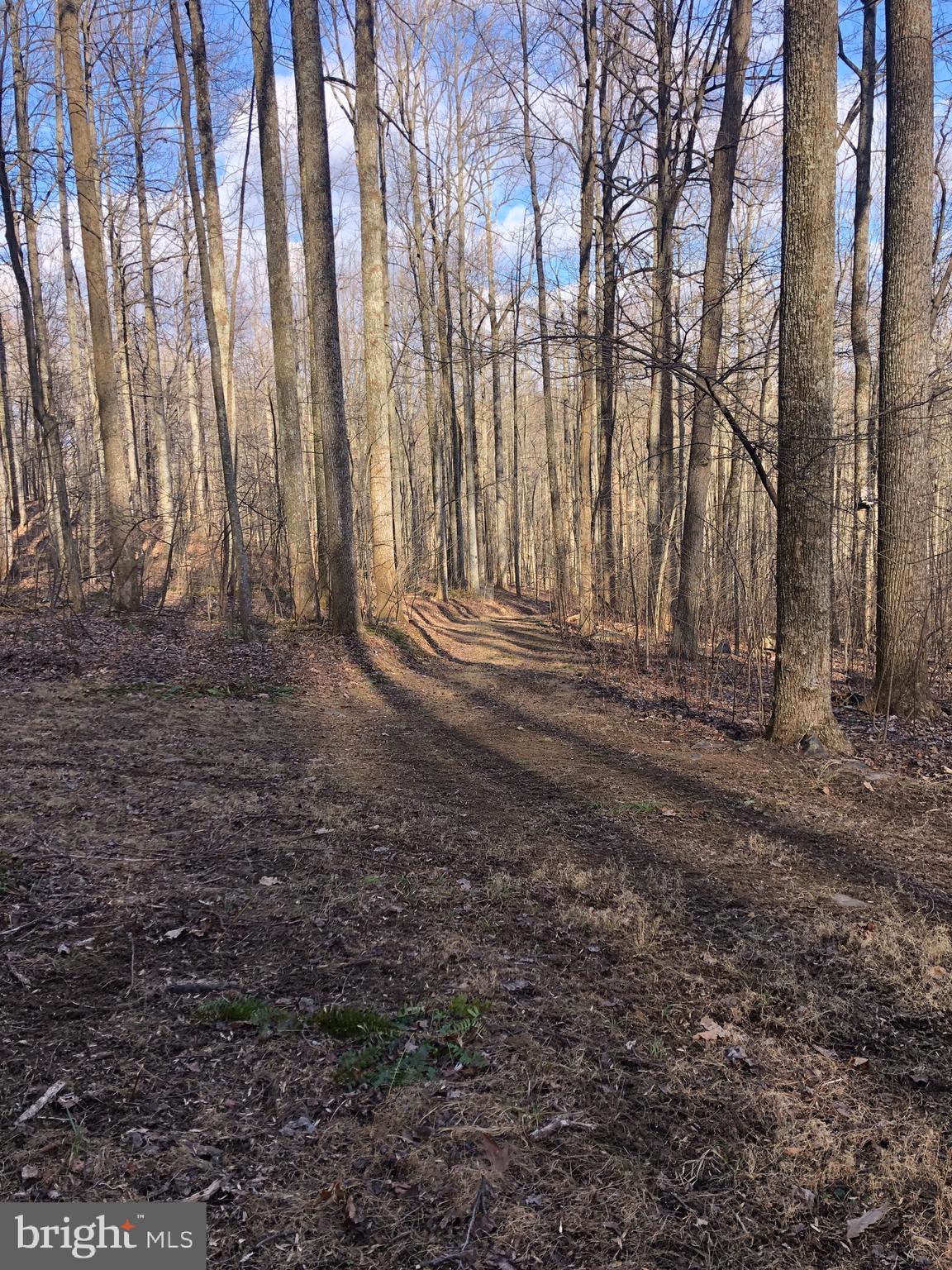 3440 Bull Run Mountain Road The Plains, VA 20198 - Photo 17 of 31 View of the driveway heading back down