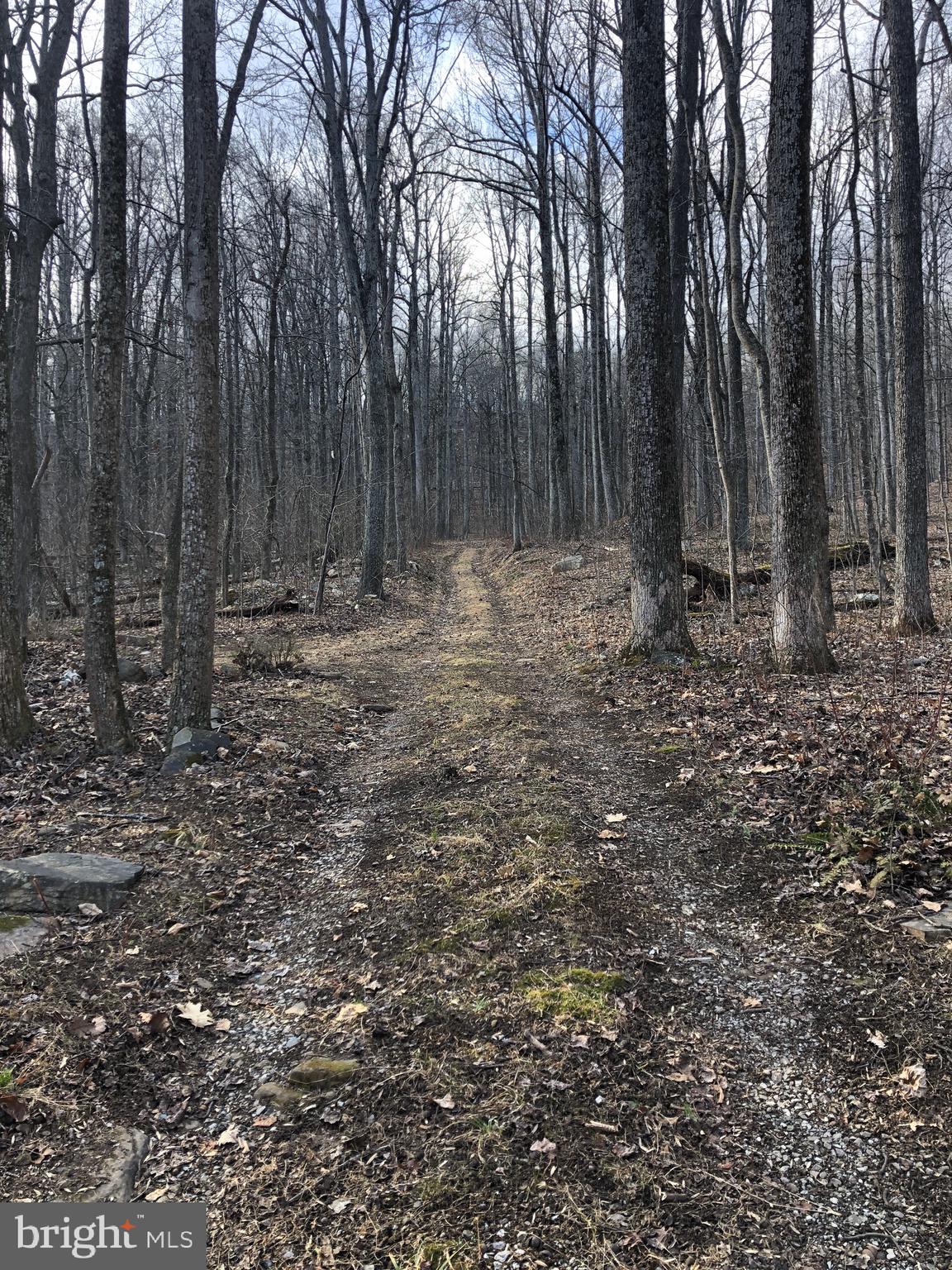 3440 Bull Run Mountain Road The Plains, VA 20198 - Photo 8 of 31 View where driveway starts to get steeper