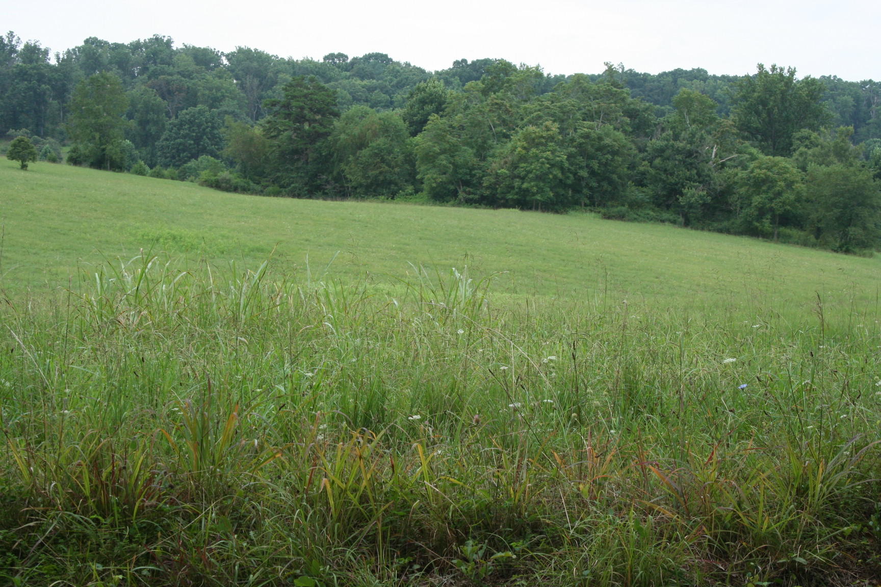 Lot 3 Lizard Ridge Road Bedford, VA 24523 - Photo 2 of 6 Land
