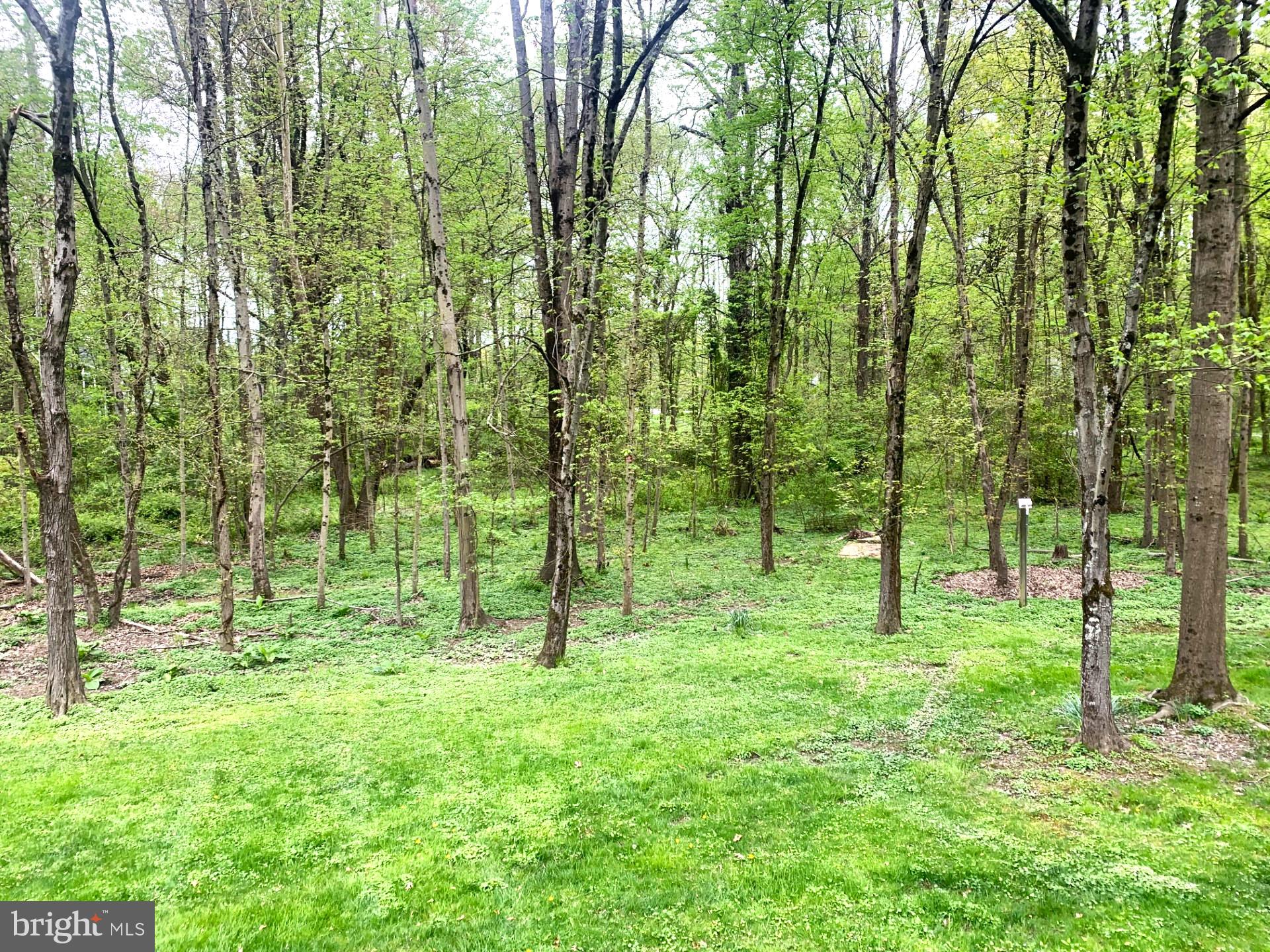 1750 Maple Avenue Hanover, MD 21076 - Photo 40 of 41 Wooded view