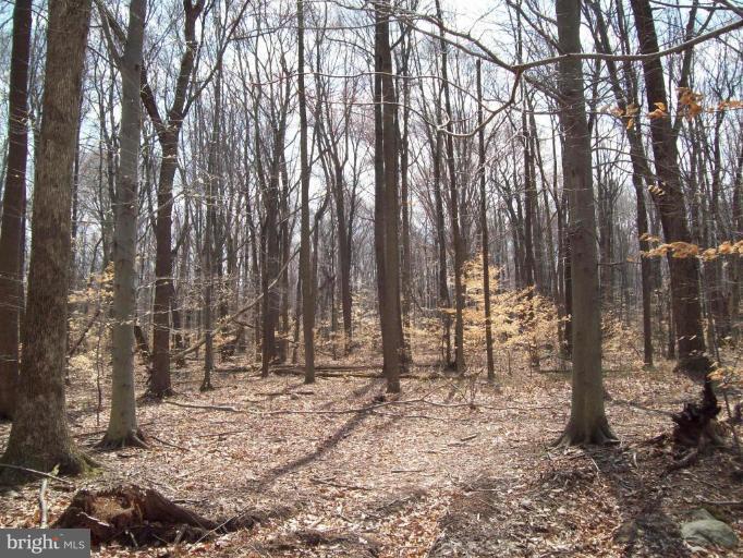 10548 Bethel Road Frederick, MD 21702 - Photo 4 of 7 Wooded View / Acreage
