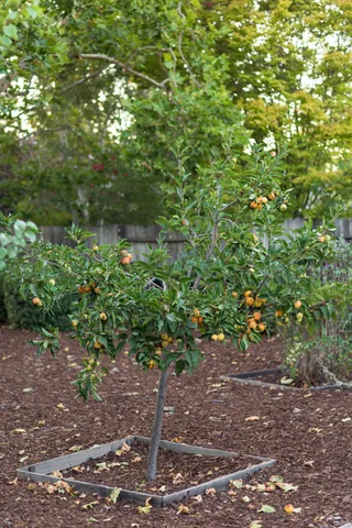a backyard of a house