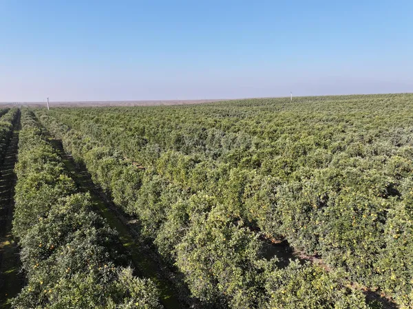 a view of a big yard with an outdoor space