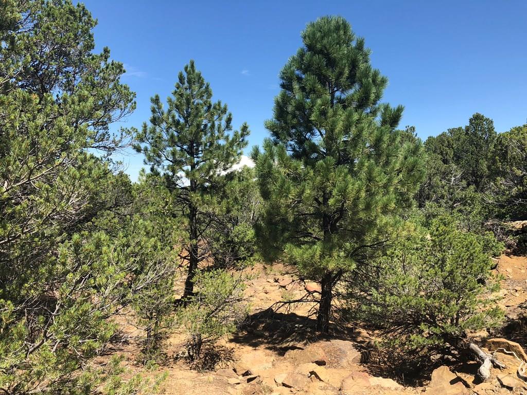 Lot 30 Silver Spur Road Walsenburg, CO 81089 - Photo 24 of 36 Gallery Image 24