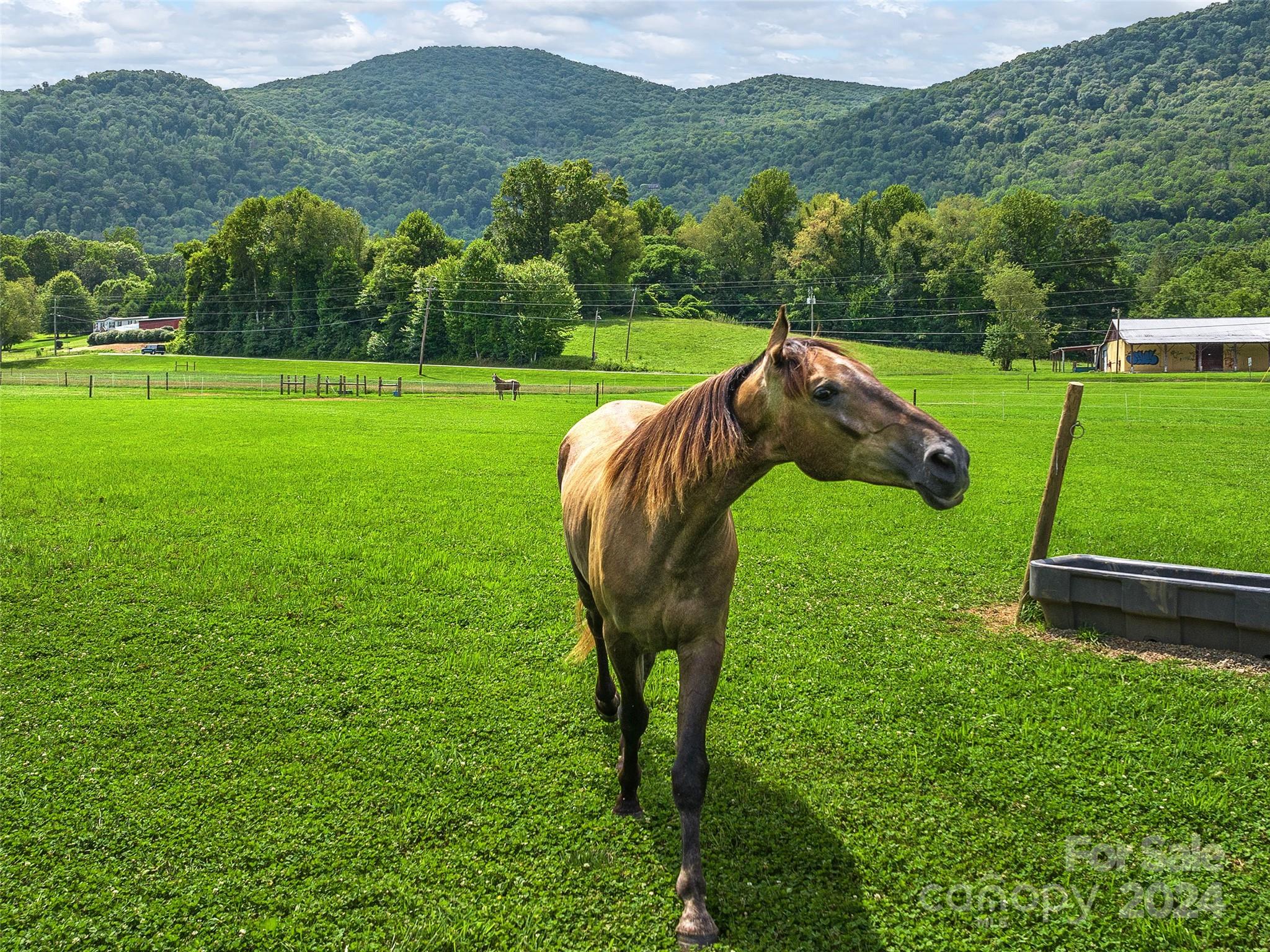 1279 Raccoon Road Waynesville, NC 28786 - Photo 43 of 47 Gallery Image 43