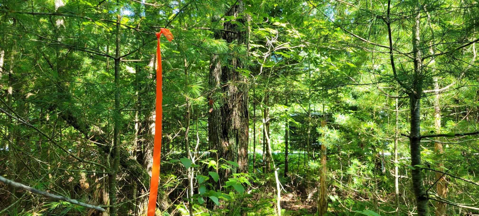 18 Backmeadow Road Waldoboro, ME 04572 - Photo 10 of 12 Boundary line