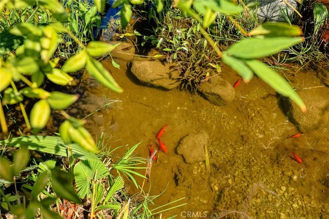 a view of a flower in a garden