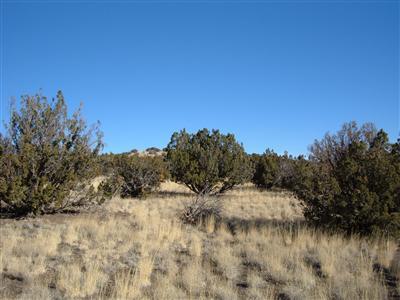 Primary Photo