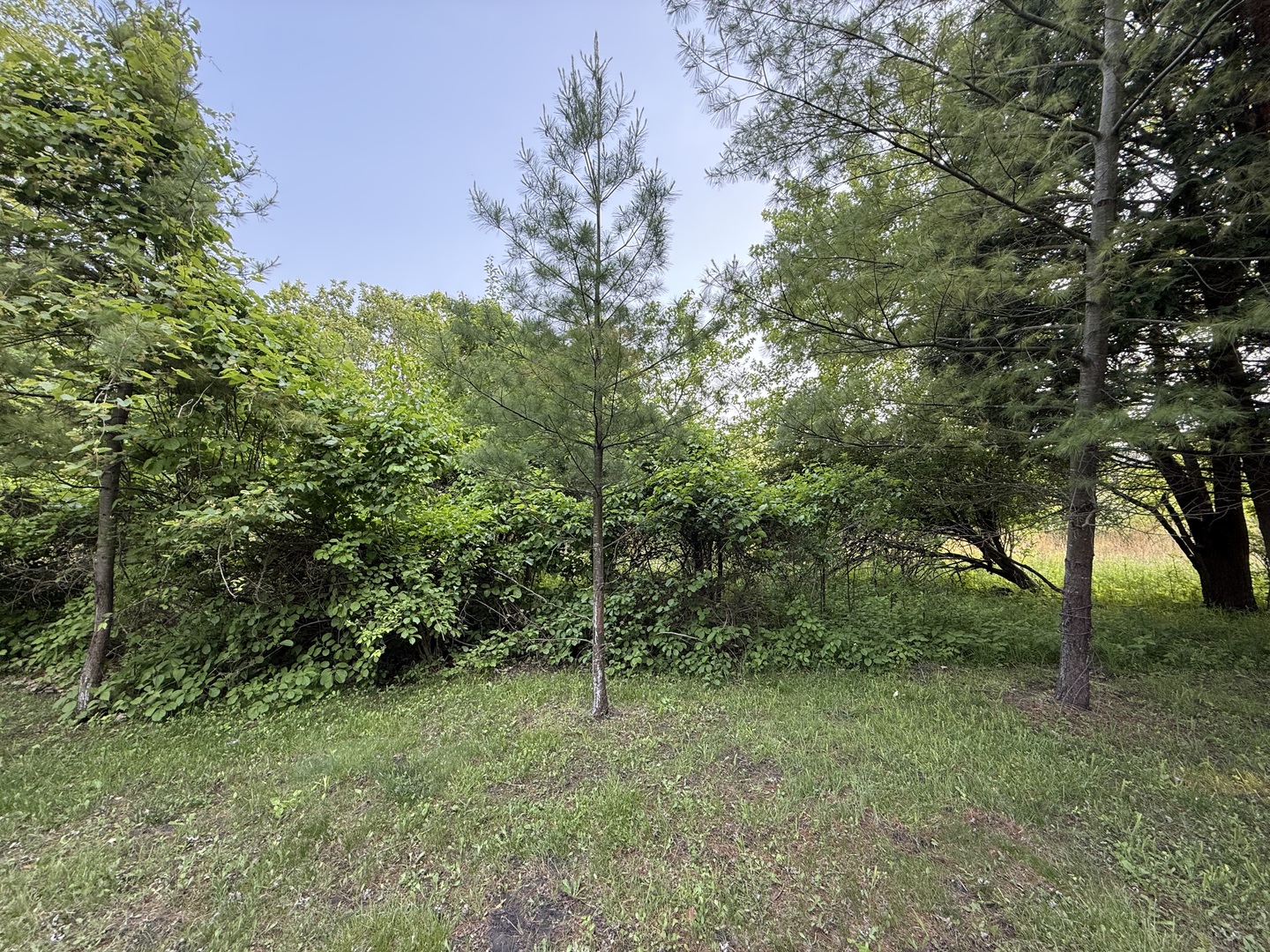 28-27 Woodhaven Lakes Sublette, IL 61367 - Photo 20 of 21 a view of outdoor space and trees