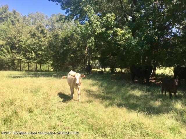 1 Star Landing Road Nesbit, MS 38651 - Photo 7 of 13 FullSizeRender_4