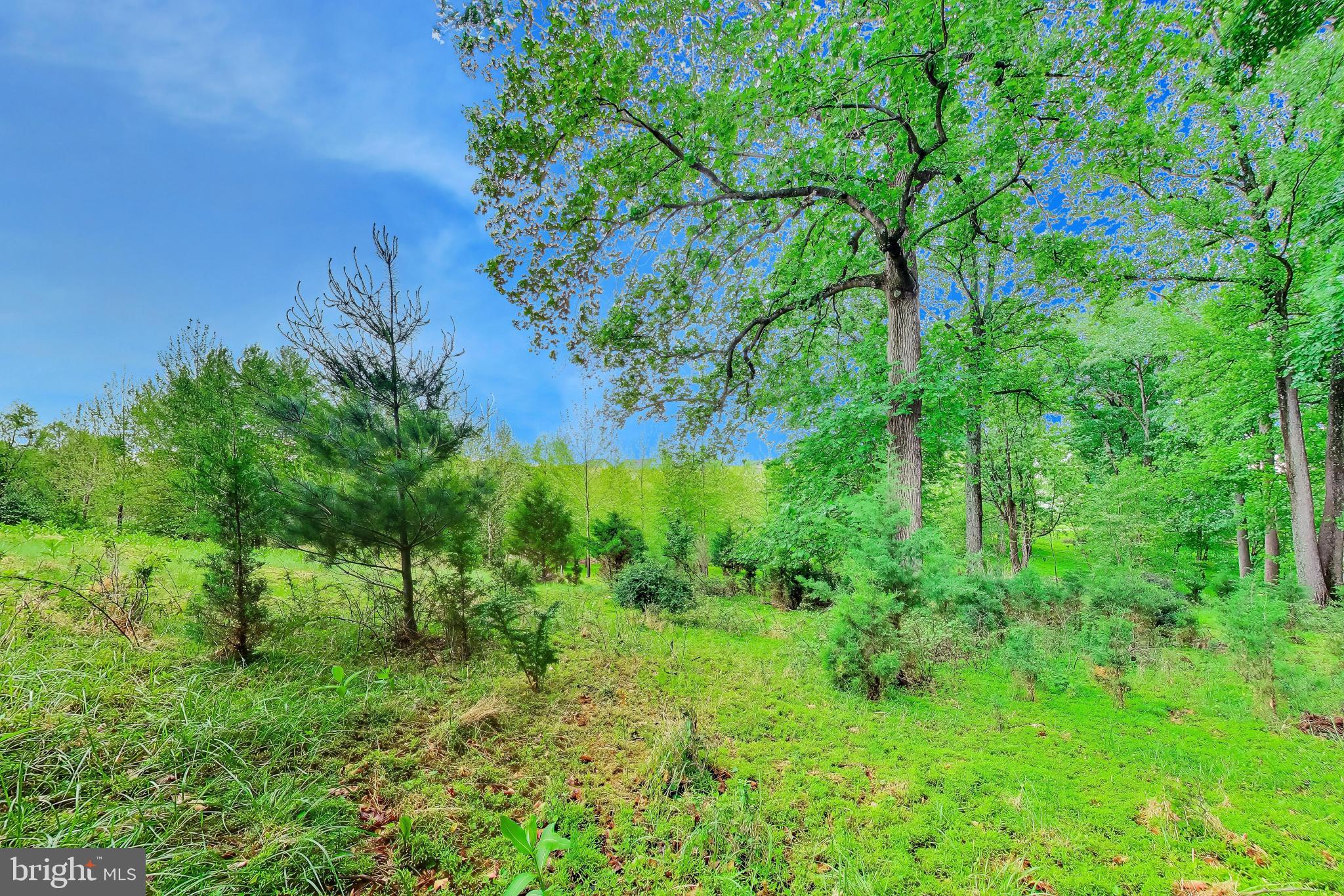 13513 Moonlight Trail Drive Silver Spring, MD 20906 - Photo 71 of 78 a view of a lush green space