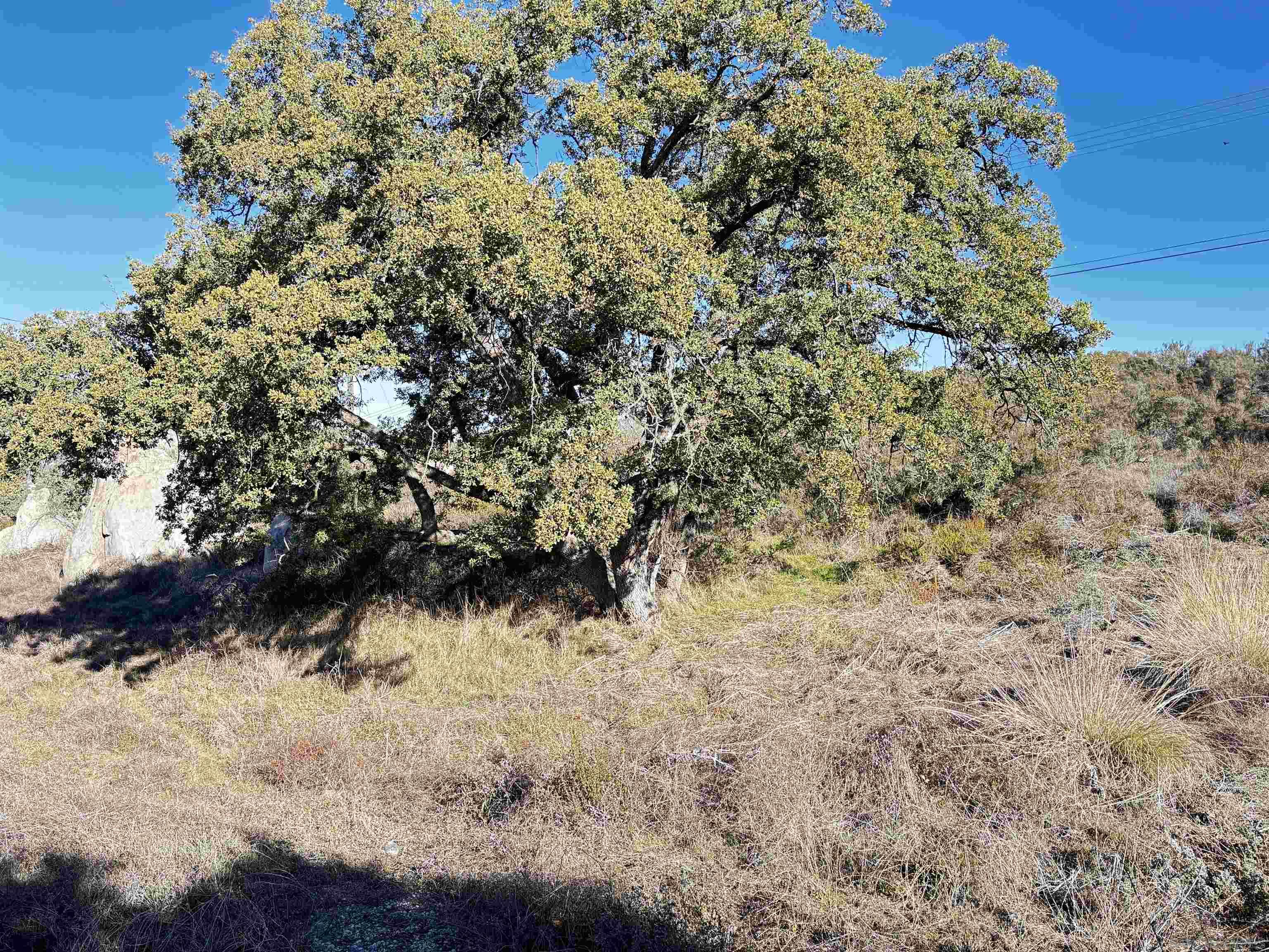 0 Ranch Road Potrero, CA 91963 - Photo 6 of 7 a view of a yard with a tree