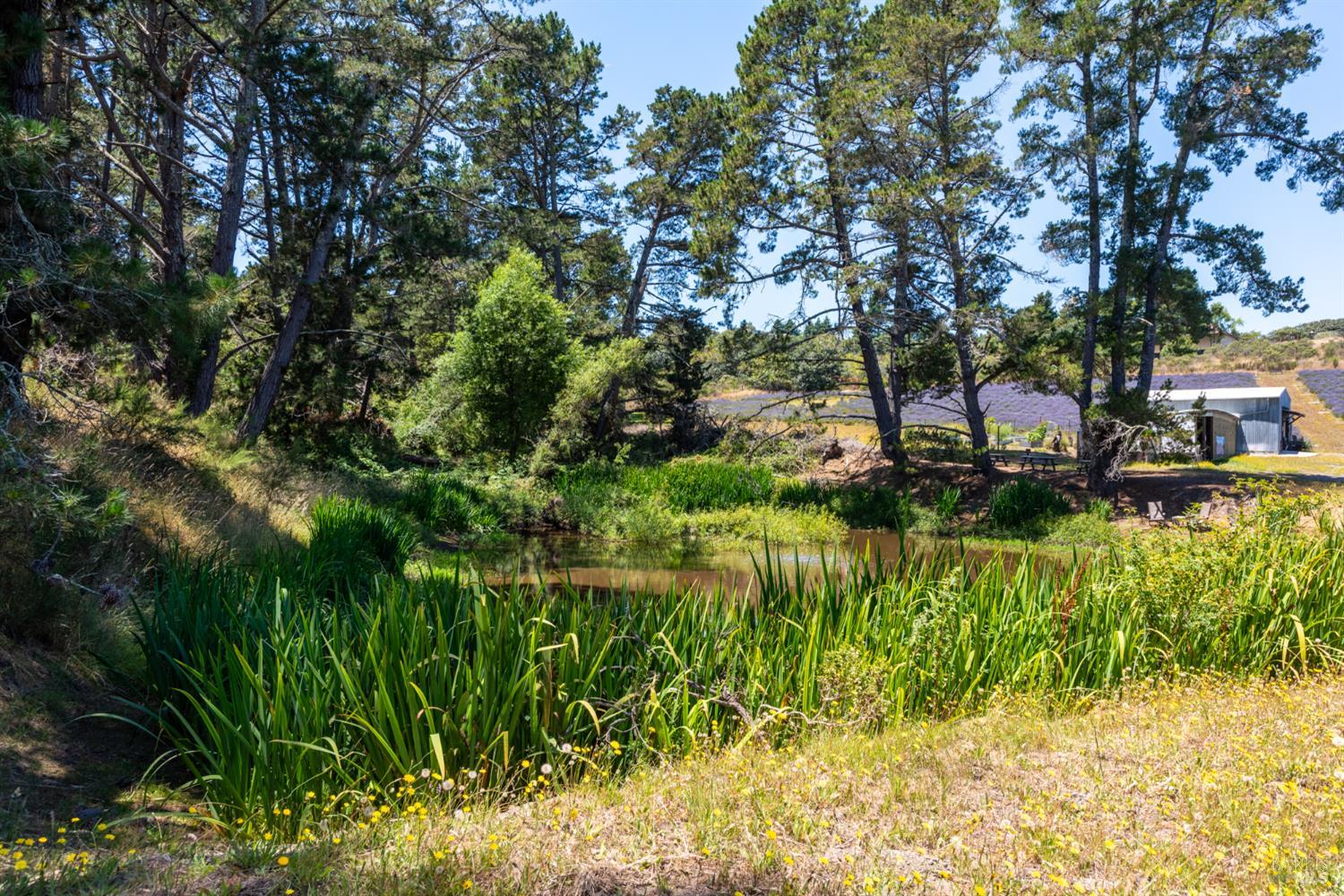 3518 Bloomfield Road Sebastopol, CA 95472 - Photo 60 of 88