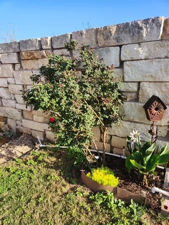 a view of a garden