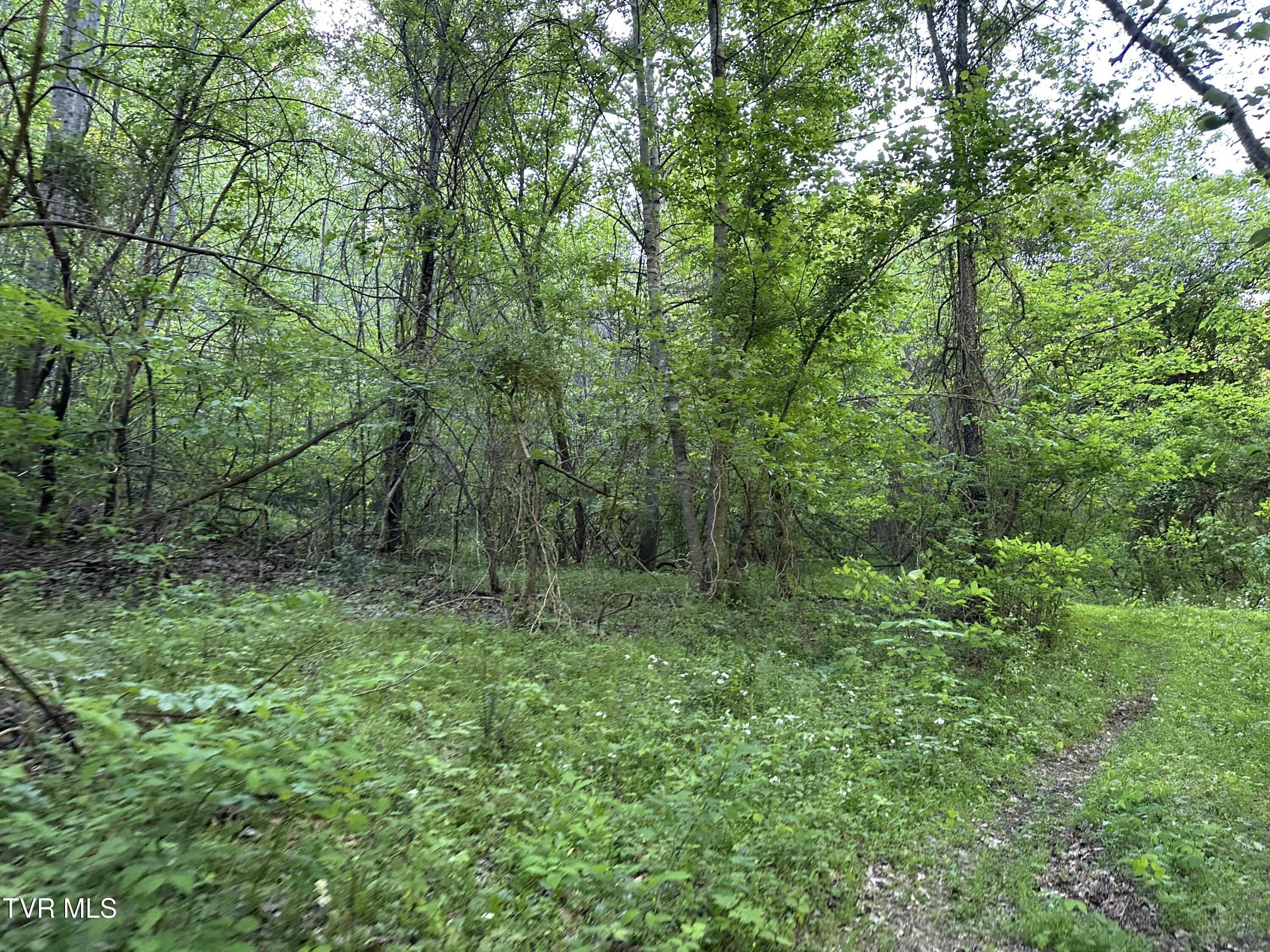 1355 Jackson Hollow Road Mosheim, TN 37818 - Photo 75 of 95 IMG_8075