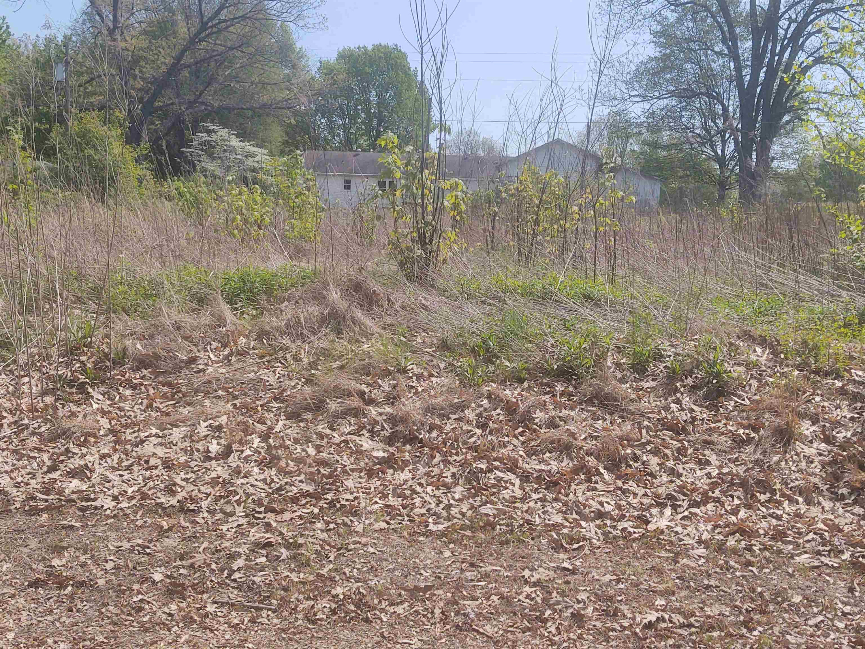 4755 South Union Grove Road Kenton, TN 38233 - Photo 10 of 10 a view of a forest with trees in the background
