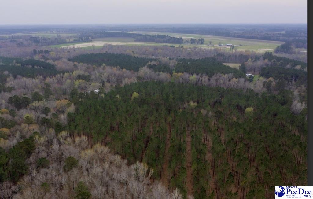 0 Spamm Road Salters, SC 29590 - Photo 4 of 6 Gallery Image 4
