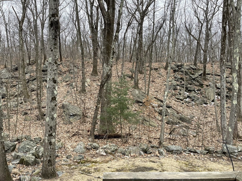 270 Sunderland Road, Unit 76 Worcester, MA 01604 - Photo 5 of 21 a view of a yard with trees
