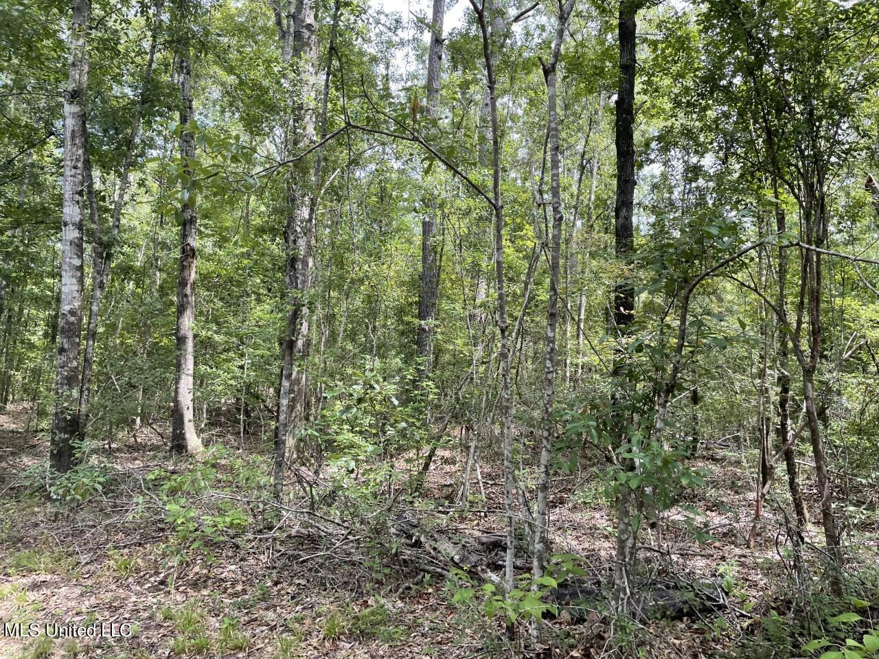10-acres 10-acres Bexley Rd Road Lucedale, MS 39452 - Photo 3 of 5 thumbnail_IMG_1915
