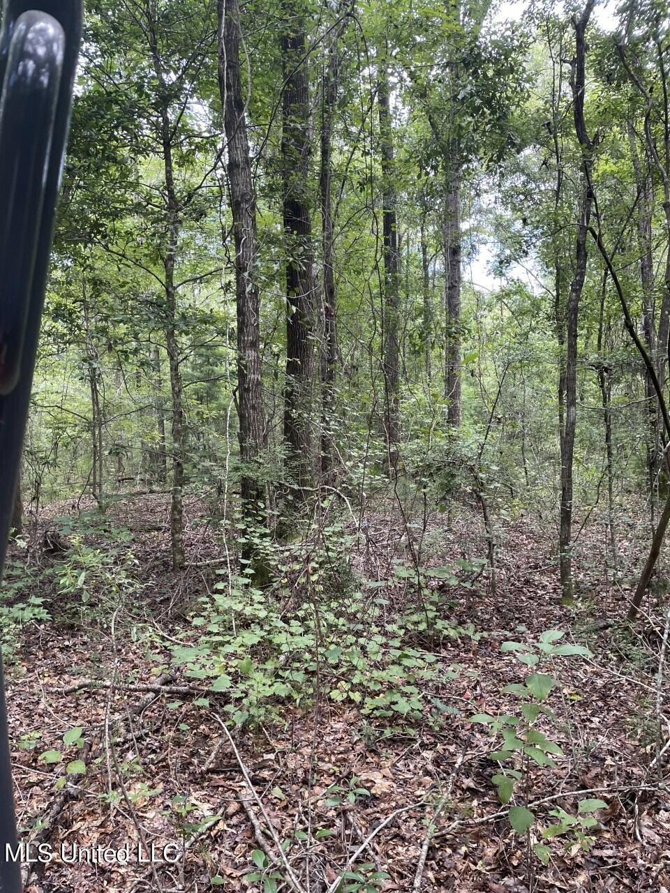 10-acres 10-acres Bexley Rd Road Lucedale, MS 39452 - Photo 4 of 5 thumbnail_IMG_1927