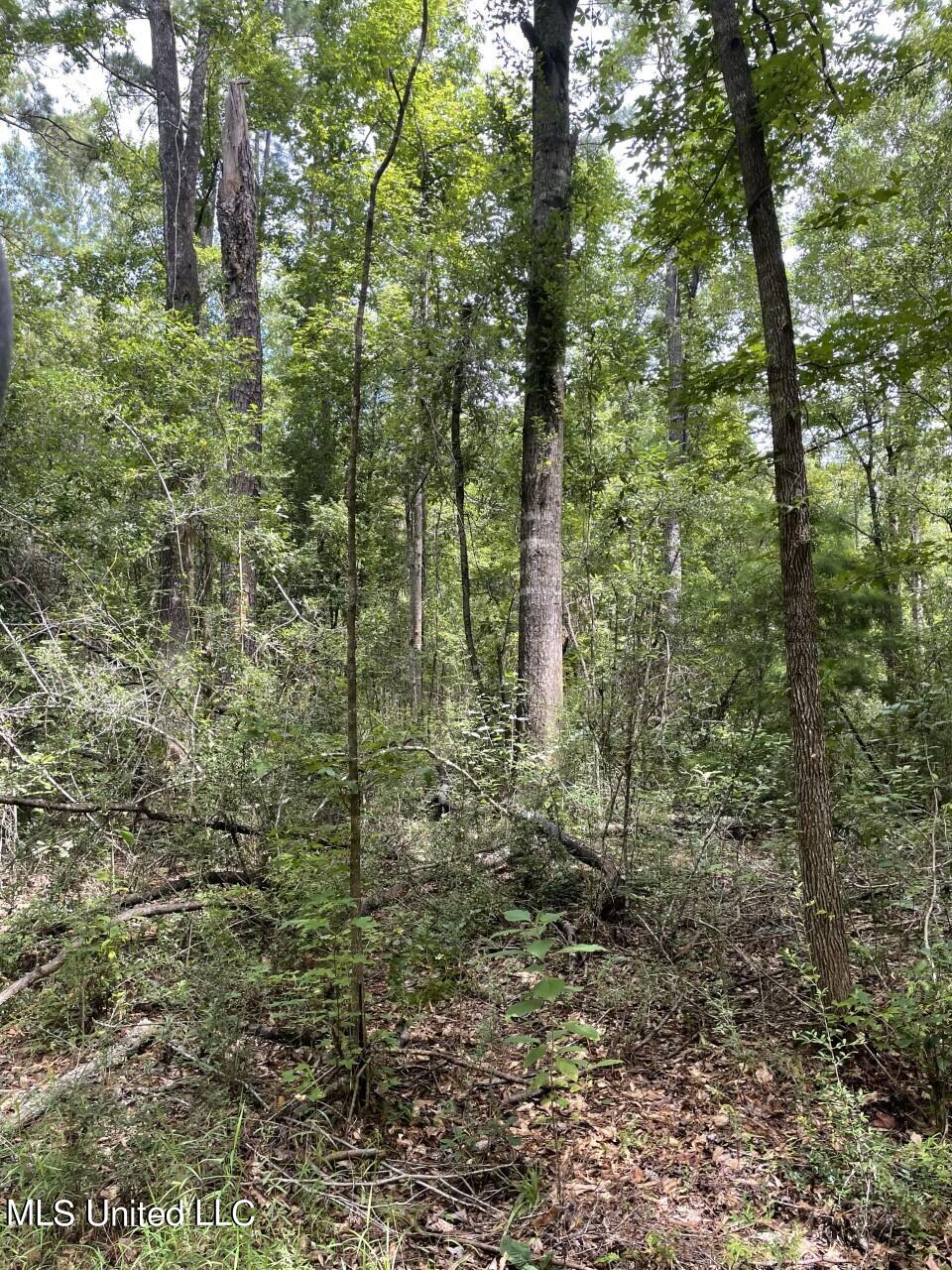 10-acres 10-acres Bexley Rd Road Lucedale, MS 39452 - Photo 5 of 5 thumbnail_IMG_1929