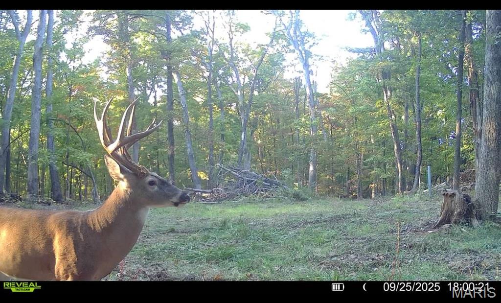 0 County Road 4055 Rhineland, MO 65069 - Photo 27 of 50