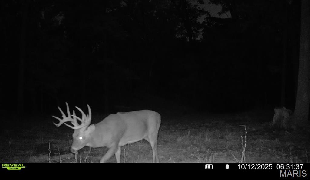 0 County Road 4055 Rhineland, MO 65069 - Photo 36 of 50