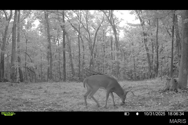 $455,000 | 0 County Road 4055, Rhineland, MO 65069