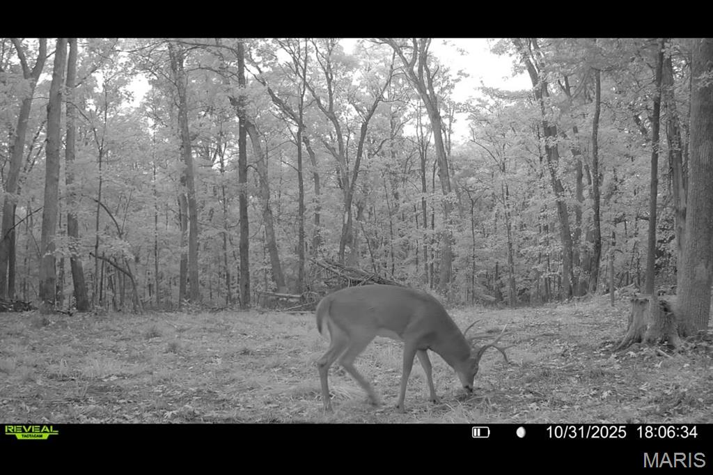 0 County Road 4055 Rhineland, MO 65069 - Photo 37 of 50