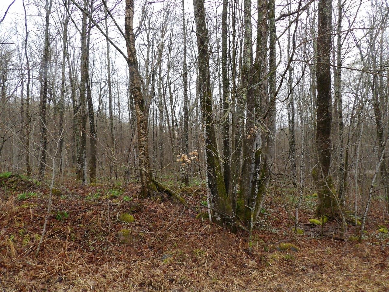 4596 Tower Road North Winter, WI 54896 - Photo 15 of 21 Gallery Image 15