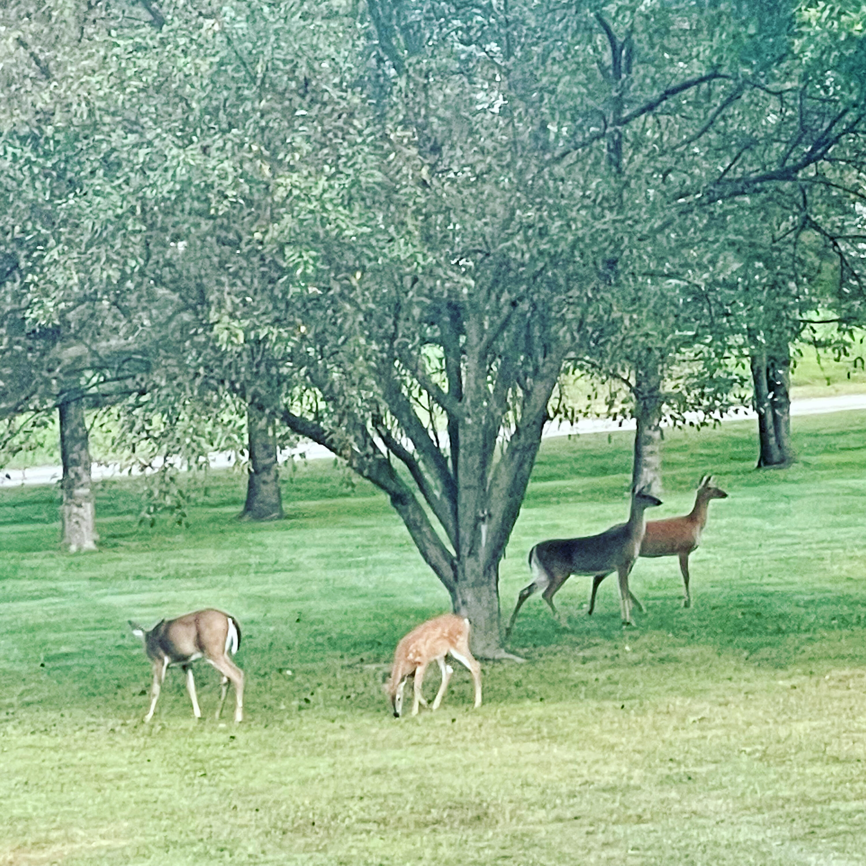 8655 Joeys Drive Pinckney, MI 48169 - Photo 47 of 66 8655 Joey - deer