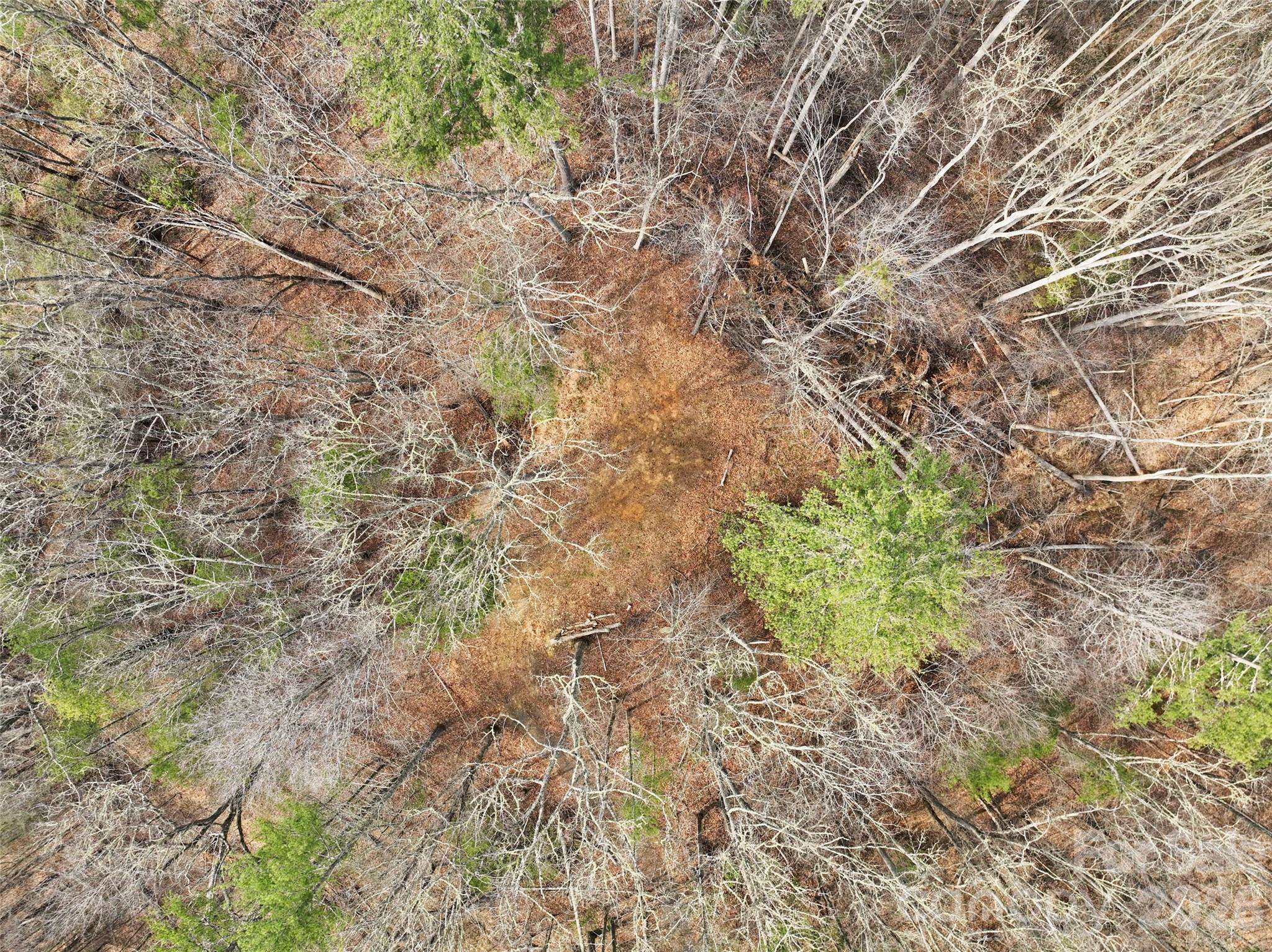 2701 Roses Branch Road Bakersville, NC 28705 - Photo 36 of 41