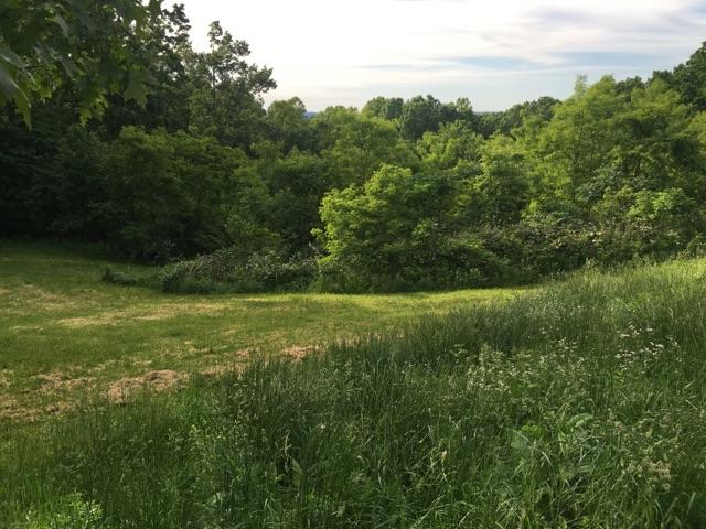 183 Midkiff Road Southeast Floyd, VA 24091 - Photo 6 of 35 a view of a garden with plants